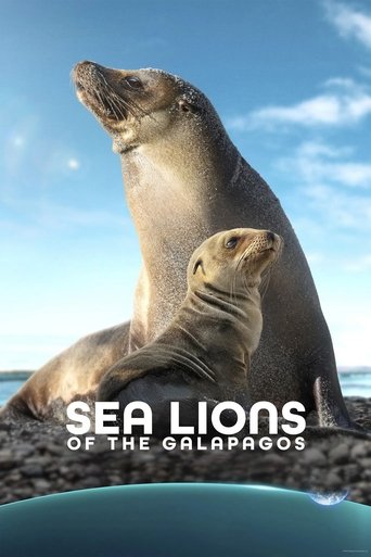 Sea Lions of the Galapagos 2025 (شیرهای گالاپاگوس)