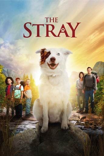 The Stray 2017 (ولگردی)