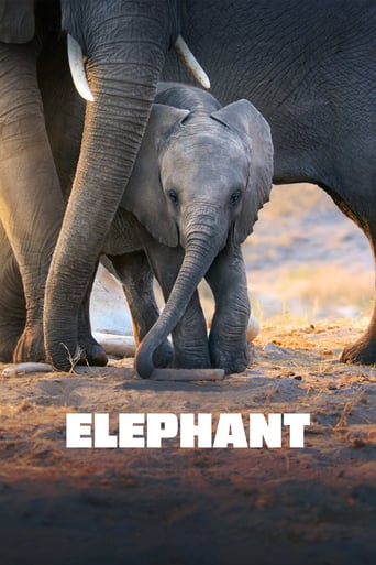Elephant 2020 (فیل)